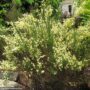 Scotch Broom (Warminster) – Allgold – #1 Container